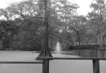 Devil's Pond - swamp, black and white, pond, cypress trees