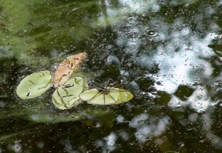 Spider Pad - stream, spider, arachnids, lily pad