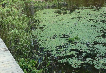 Bayou Vegetation - vegetation, bayou, lily pads, woods