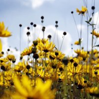 yellow daisies