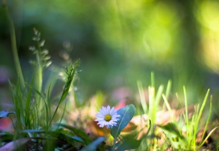 tiny white flower - grass, sunny, flower, nature