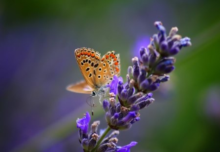 coming alone - flowers, garden, butterflies, nature