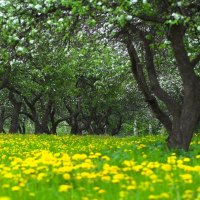 apple trees bloom