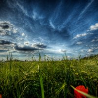 poppy field