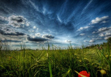 poppy field - flowers, field, poppy, nature