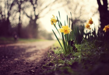 take a walk here - daffodils, nature, flowers, yellow