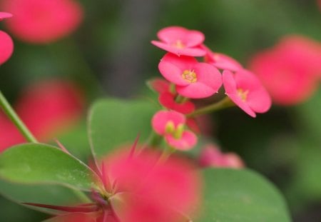 in a garden - flowers, nature, red, garden