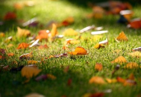 fallen leaves - leaves, nature, golden, grass