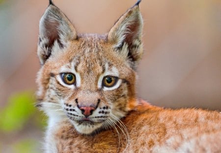 Lynx - animal, forest, lynx, wild, cat