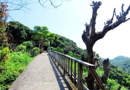 Mountain trail - hiking, tree, mountain, trail