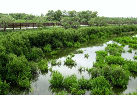 Wetlands Lake trail - wetlands, lake, trail, plants