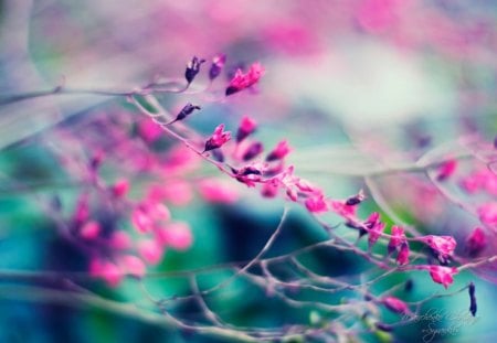 budding in pink - nature, bokeh, buds, pink