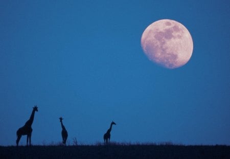 moon and silhouettes of giraffes - moon, giraffes, wild, silhouettes