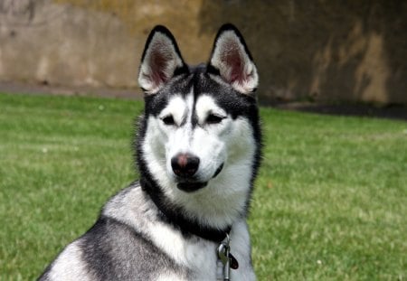 Husky