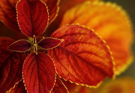 Macro Leaf - mac, photo, nature, leaf