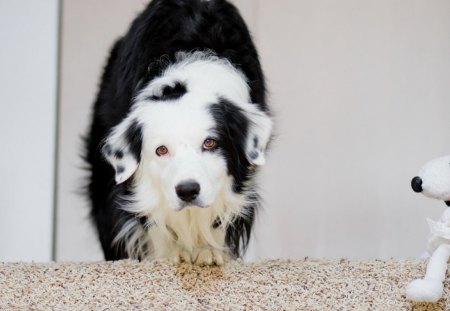 Dog - toy, bear, mascot, dog