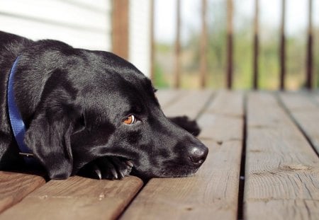 Dog - house, black, dog, labrador