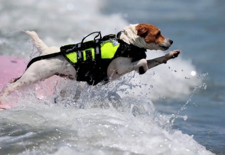 Dog rescuer - rescuer, water, beach, dog, sea