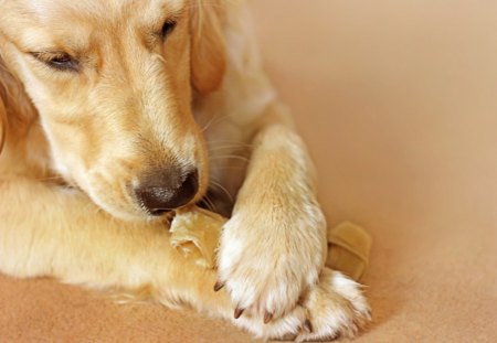 Dog - labrador, color, nice, dog