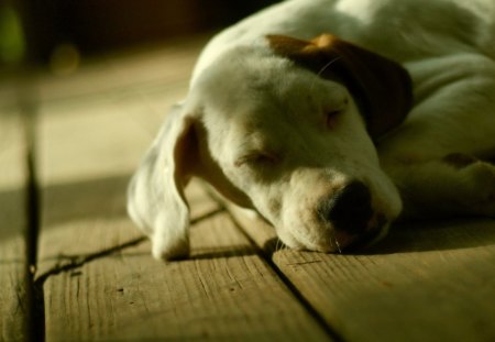 Dog - flooring, night, sleep, dog