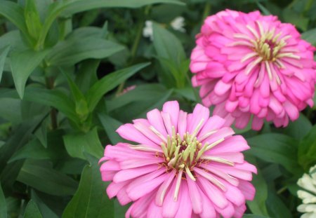 Pink Dahlias - flowers, leaf, dahlia, pink