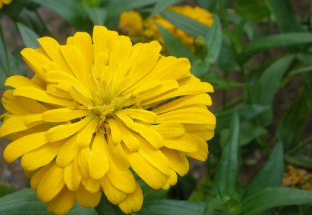 Yellow Dahlia - flowers, yellow, dahlia, leaf