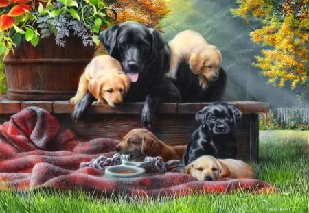 Playing puppies - nice, trees, colorful, spring, home, dogs, cute, grass, garden, adorable, summer, yard, playing, lovely, beautiful, animal, sweet, flowers, friends, puppies