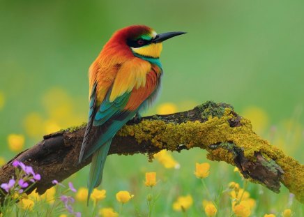 Kingfisher - nature, feathers, wings, animal, colourful, fly, bird