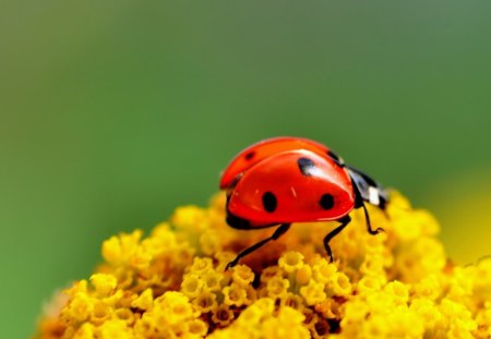 Ladybug on yellow flowers - flower, animal, yellow, ladybug, insect