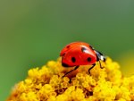 Ladybug on yellow flowers