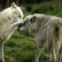 Timber Wolves playing