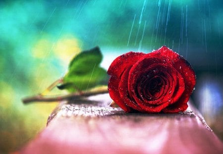 Red Roses - roses, red, rain, wonderfull, flowers