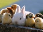 Cute rabbit and chicks