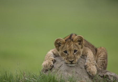 ✿ Baby Lion✿ - forever, green, lion, field, baby, love, sweet, animals