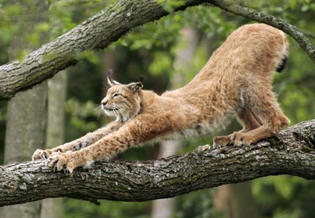 A Morning Stretch - tree, aanimal, cat, stretching