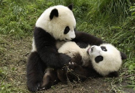 Playful Pandas - playful, pandas, bears, animals