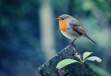 Beautiful Birds - birds, animal, forest, wood