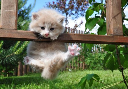 Hanging-On - hanging, fence, kitten, cat