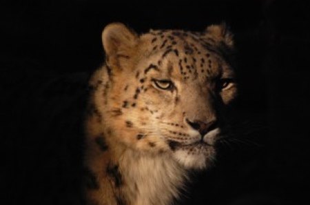 Twilight Snow Leopard - cats, big cats, felines, snow leopard