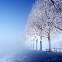 trees in a winter day