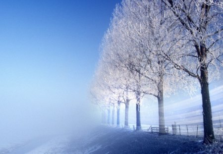 trees in a winter day