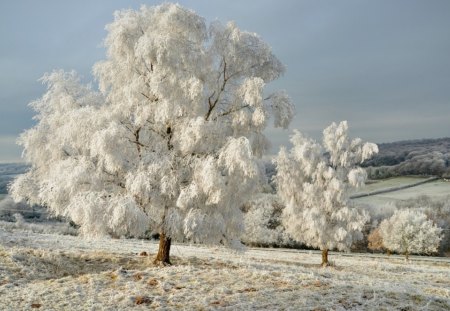 Winter tree - mystic, magic, colorful, view, amazing, pretty, cold, tree, snowfall, landscape, winter, christmas, nature, star, myst, forest, snow, beautiful, colors, lights