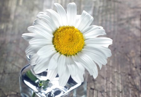 Marguerite - sunlight, marguerite, water, daisy, flower, petals, daisies, white, glass