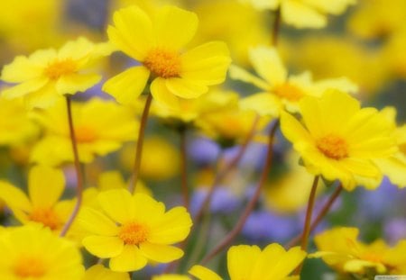 Desert Flowers, Carrizo Plain National Monument, California - flowers, yellow, stems, daylight, land, petals, center, orange, desert, nature, day