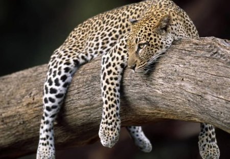 Just Hanging Around - leopard, animal, tree, cat