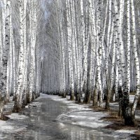 snow covered trees