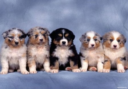 five beautiful puppies