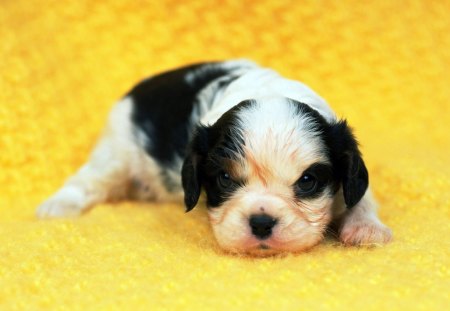 Cute spotted puppy - cute, puppy, spotted, dogs