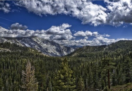 Deep forests - landscape, pine forest, wallpaper, mountains, hd, nature, forest, pines, scene