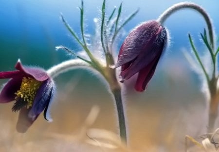 yellow middle pistils - flowers, bells, nature, purple